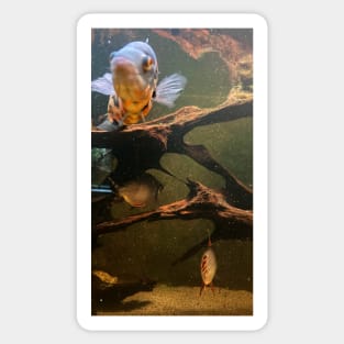 Gold fish in the water Sticker